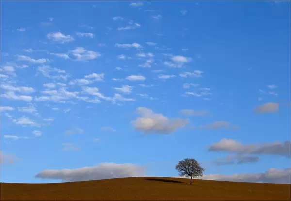 A tree is seen in Val D Orcia