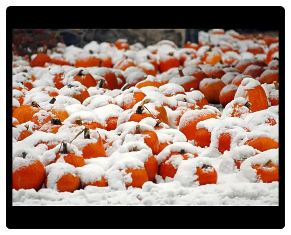 A view of a pumpkin patch covered in snow is seen in Portsmouth, New Hampshire