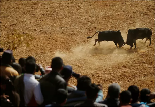 Villagers watch a bull fight during the Maghesangranti festival at Talukachandani village