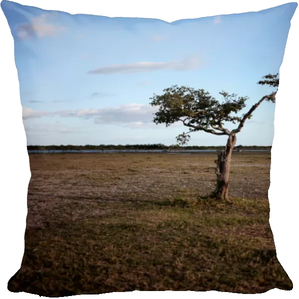 A tree is seen on the shore of the Tisma lagoon wetland park in Masaya