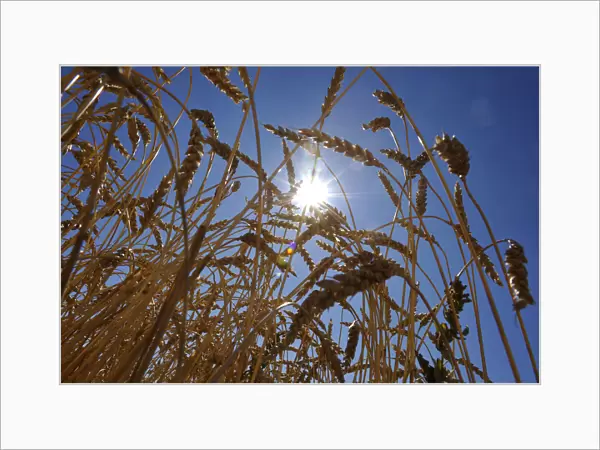 A wheat crop stands before harvest on the Canadian prairies near Taber