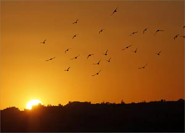 Birds fly in the sky as the sun sets on New Years Eve in Amman