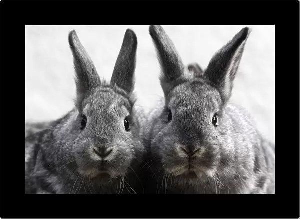 Eight-week-old Chinchilla rabbits are pictured at a rabbit farm in Moosburg