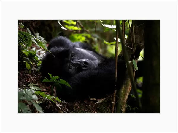 Male mountain gorilla from the Mukiza group is seen at Bwindi National Park near the town