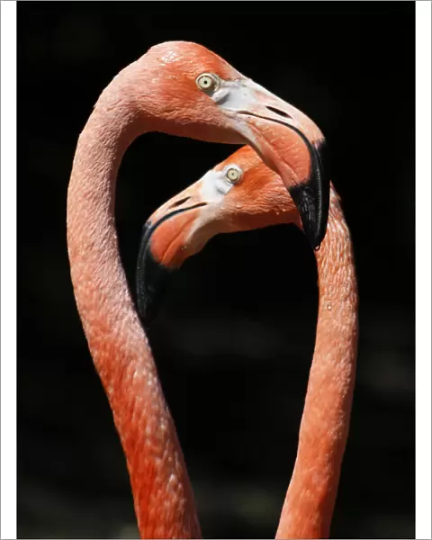 Two flamingos enjoy a sunny day in their enclosure at Schoenbrunn zoo in Vienna