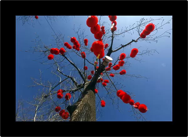 Decorative red lanterns are hung on a leafless tree ahead of Chinese Lunar New Year