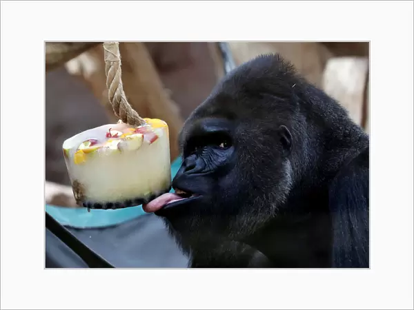 A western lowland gorilla eats ice cream in its enclosure at Prague Zoo