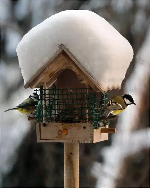 A great tit and a blue tit perch on a snow-covered bird feeder in Paris
