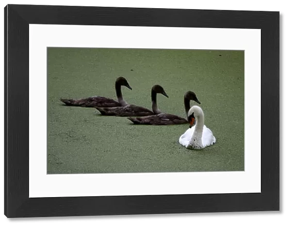 A swan and its signets sit in near dried up ornamental lakes of Wanstead Park that are