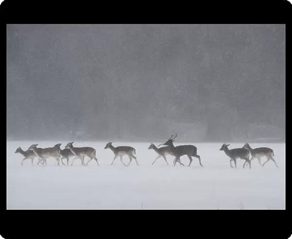 A herd of deer walks through woodlands during heavy snow in Dublin