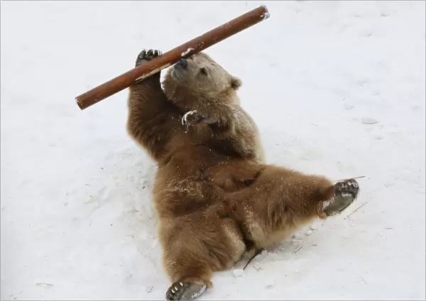 Tien Shan White Claw bear Pamir plays with log in its enclosure at Royev Ruchey zoo in a