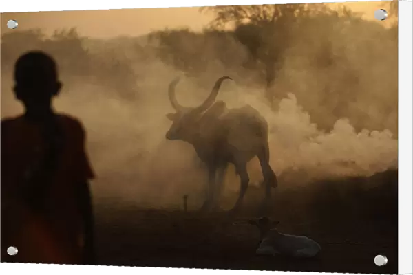 A white bull enters a cattle camp, near the town of Abyei