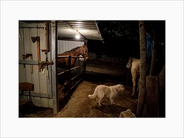 Horses are seen in a stable before the annual Luminarias celebration on the eve of