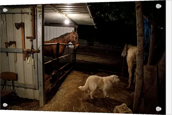 Horses are seen in a stable before the annual Luminarias celebration on the eve of