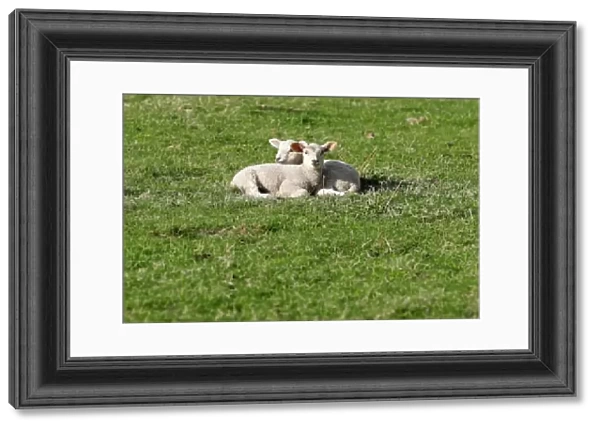 Lambs lie on the grass at a farm in the village of Jitrava near Liberec