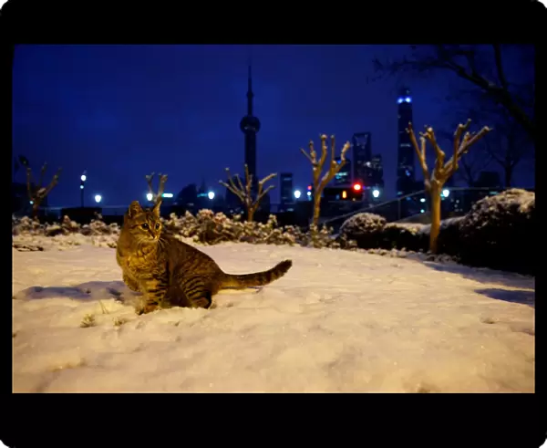 A cat stands on a snow-covered meadow at the Bund in Shanghai
