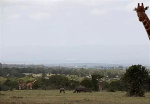 Rhinos and giraffes graze at the Ol Pejeta Conservancy in Laikipia National Park
