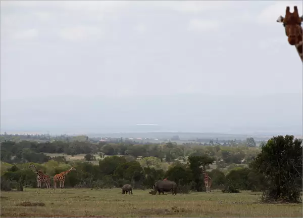 Rhinos and giraffes graze at the Ol Pejeta Conservancy in Laikipia National Park
