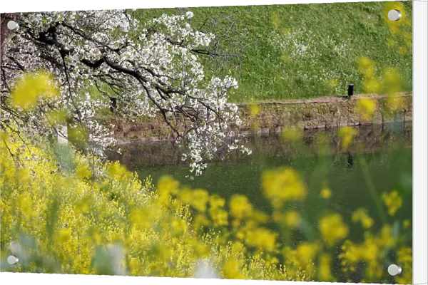 Cherry blossoms and a mustard field are seen at a moat of the Imperial Palace in Tokyo