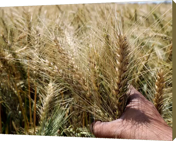 A farmer grips his wheat crop before harvesting it in a field in the Beheira governorate