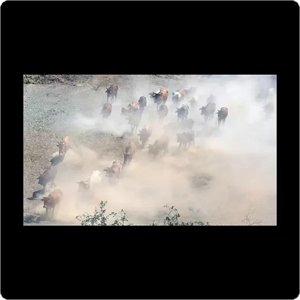Cattle walk through a dust storm as they graze near the Olkaria geothermal power plant in