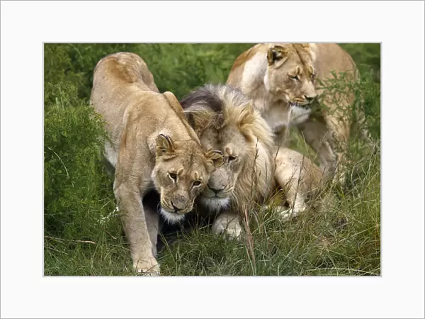 A group of lions are seen at the Lionsrock Big Cat Sanctuary near Bethlehem