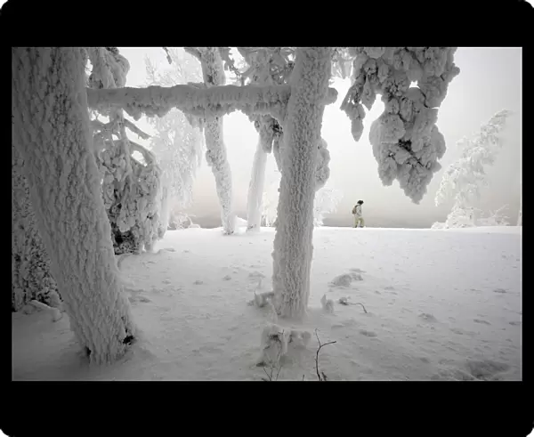 A woman walks past trees covered with heavy hoarfrost and snow on the bank of the Yenisei