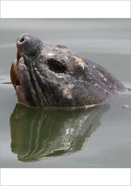 A giant freshwater turtle swims in Hanois Hoan Kiem lake