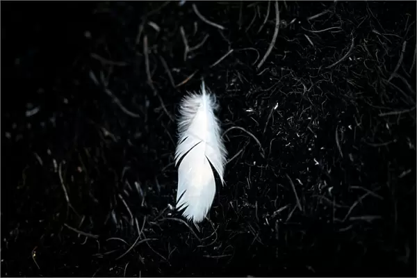 A feather is pictured in a burnt area where Palestinians have been causing blazes by
