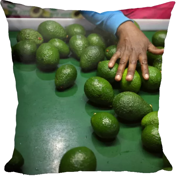 A worker sorts avocados at a farm factory in Nelspruit in Mpumalanga province