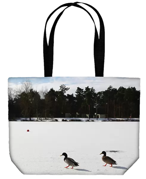 Two ducks walk across a frozen lake at Center Parcs in Elveden Forest, Suffolk
