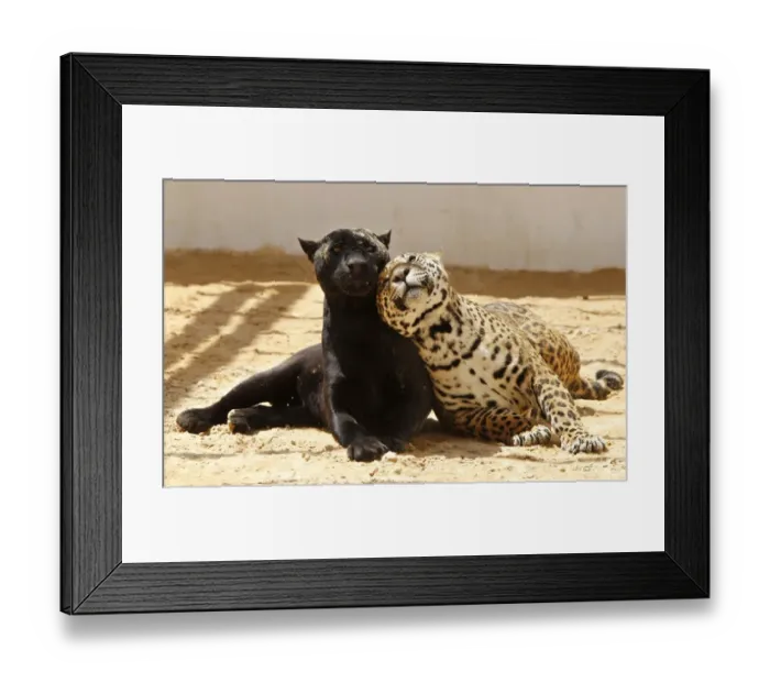 Framed Print : Print of a black jaguar with her spotted cub in an enclosure Framed Print : Print of a black jaguar with her spotted cub in an enclosure