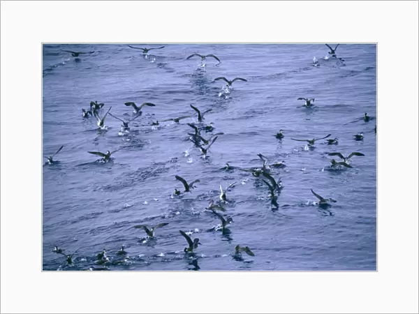 Flock of Great Shearwaters, Puffinus gravis, Bay of Biscay, August
