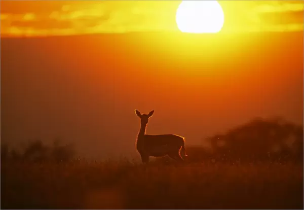 Fallow Deer, Dama dama, doe at sunset, New Forest, Hampshire, UK