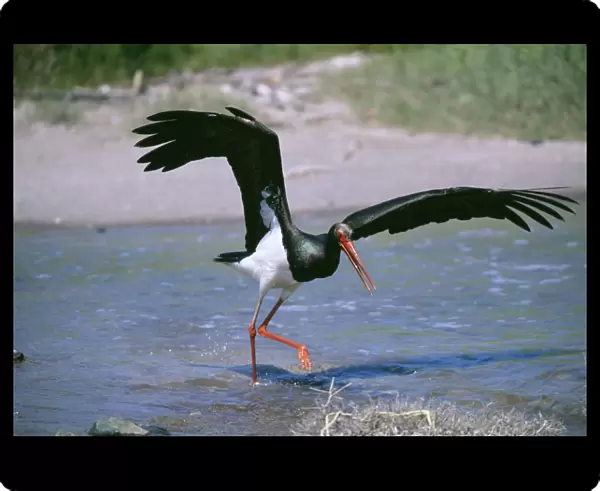 Black Stork, Ciconia nigra, hunting fish in shallows, migrant on Lesvos, Greek Islands