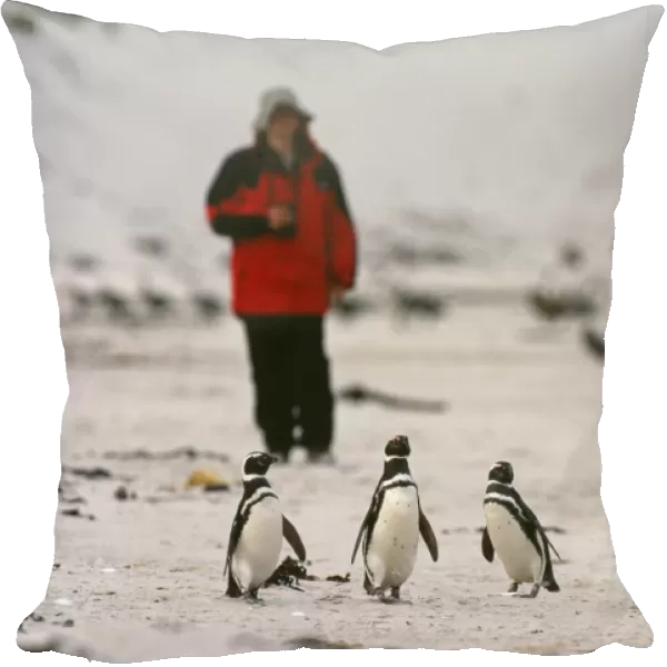 Tourist & Magellanic Penguins on beach, Carcass Island, Falklands