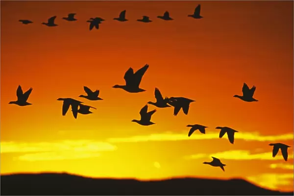 Snow Geese flying out from roost to feed at dawn, Bosque Del Apache, New Mexico, USA