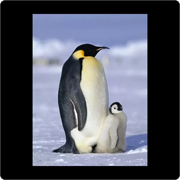 Emperor Penguins Aptenodytes forsteri Weddell Sea Antarctica