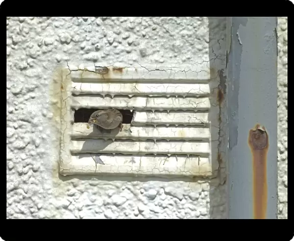 House Sparrow, Passer domesticus, female leaving nest in ventilation shaft of derelict building