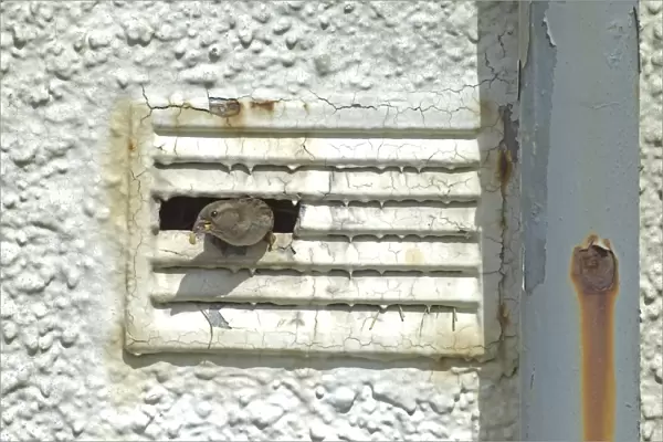 House Sparrow, Passer domesticus, female leaving nest in ventilation shaft of derelict building