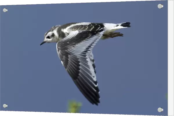 Little Gull, Larus minutus, juvenile, Finland, July