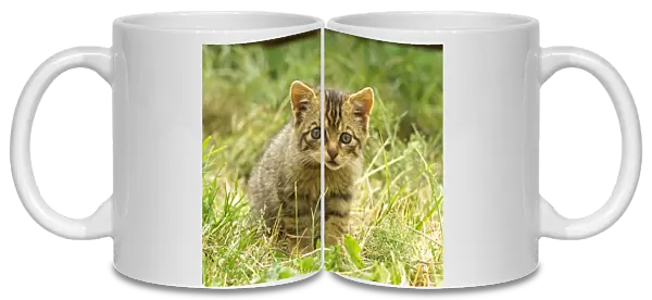 Scottish Wildcat, Felis silvestris, kitten