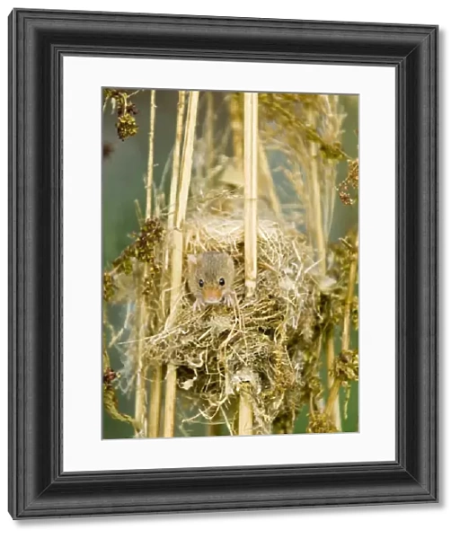 Harvest Mouse Micromys minutus peering out of nest summer UK