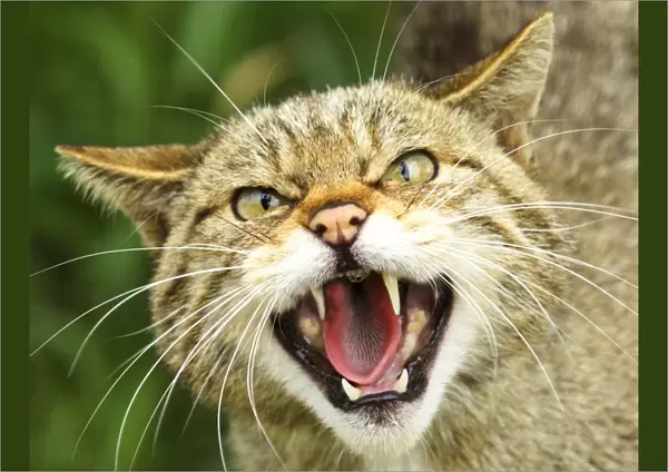 Scottish Wildcat Felis silvestris captive
