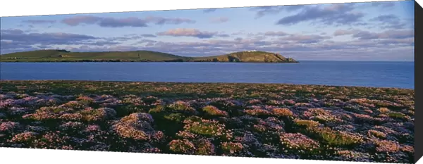 Thrift covered cliff top at Scatness. View towards Sumburgh Head Shetland Scotland June