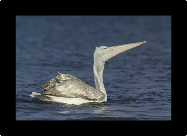 Dalmatian Pelican Pelicanus crispus immatures fishing Lake Kerkini Greece January