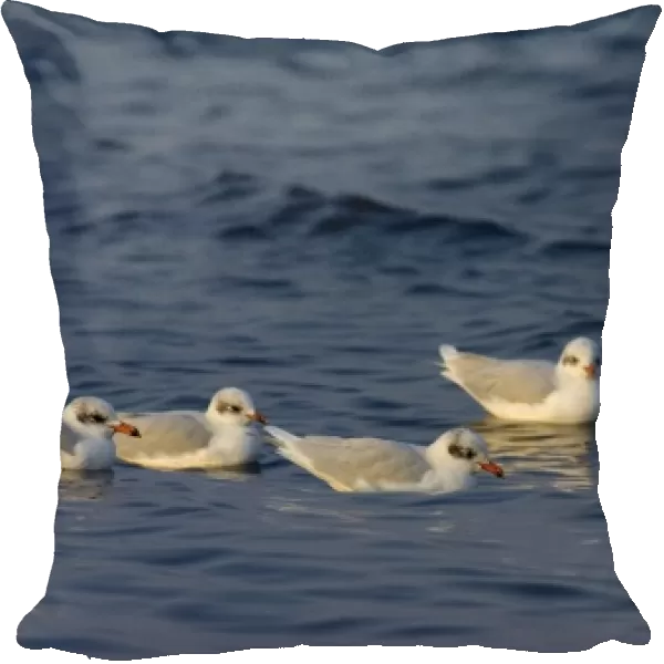 Mediterranean Gulls Larus melanocephalus winter plumage Greece January