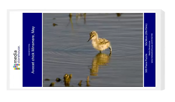 Avocet chick Minsmere, May