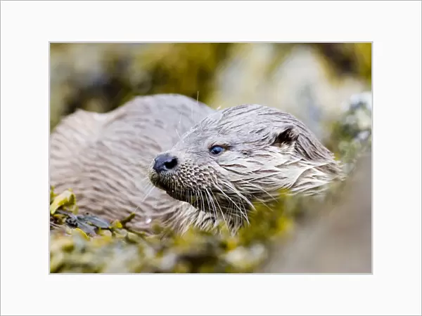 Otter Lutra lutra Shetland June