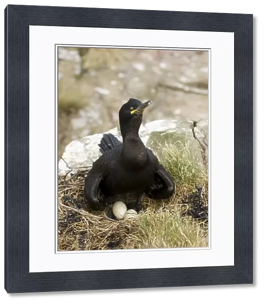 Shag Phalacrocorax aristotelis at nest Farne Islands Northumberland June